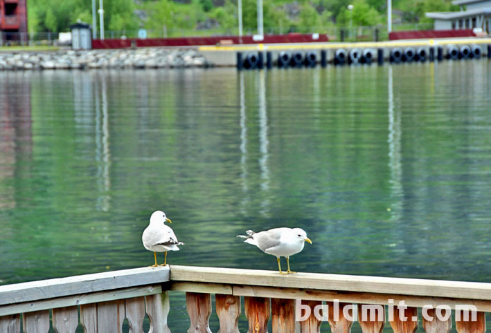 Beleño, Parque Natural de Ponga